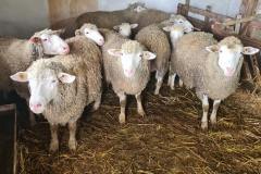 sheeps-bdinci-min