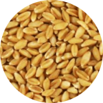 pshenitsa