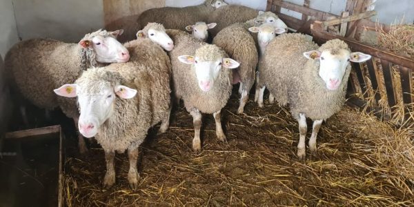 sheeps-bdinci